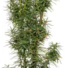 Intratuin Eibe (Taxus baccata David)| Heckenpflanzen|Immergrüne Pflanzen