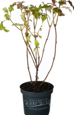 Intratuin Eichenblatthortensie (Hydrangea quercifolium 'Burgundy') D 19 H 40 cm| Hortensien|Blühende Pflanzen