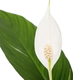 Intratuin Einblatt (Spathiphyllum 'Bingo Cupido') D 17 cm H 65 cm| Luftreinigende Pflanzen|Blühende Zimmerpflanzen