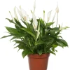 Intratuin Einblatt (Spathiphyllum 'Pearl') D 15 cm H 35 cm| Blühende Zimmerpflanzen|Einblatt