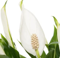 Intratuin Einblatt (Spathiphyllum 'Pearl') D 15 cm H 35 cm| Blühende Zimmerpflanzen|Einblatt