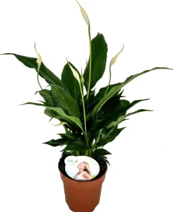 Intratuin Einblatt (Spathiphyllum 'Sweet Chico') D 13 cm H 55 cm| Blühende Zimmerpflanzen|Einblatt