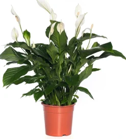 Intratuin Einblatt (Spathiphyllum 'Sweet Lauretta') D 24 H 105 cm| Luftreinigende Pflanzen|Große Pflanzen