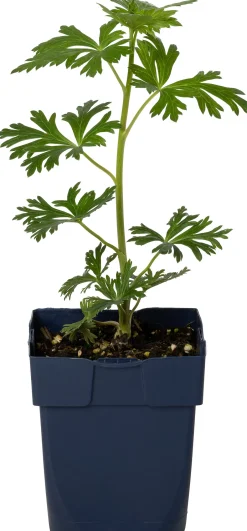 Intratuin Eisenhut (Aconitum carmichaelii 'Cloudy') D 11 H 80 cm| Blühende Pflanzen|Pflanzen Für Schatten