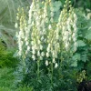 Intratuin Eisenhut (Aconitum napellus 'Album')| Pflanzen Für Schatten|Mehrjährige Pflanzen