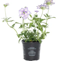 Intratuin Eisenkraut (Verbena) D 10,5 H 20 cm| Blühende Pflanzen|Mehrjährige Pflanzen