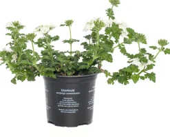 Intratuin Eisenkraut (Verbena) D 10,5 H 20 cm| Blühende Pflanzen|Mehrjährige Pflanzen