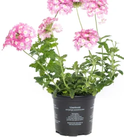 Intratuin Eisenkraut (Verbena) D 10,5 H 20 cm| Blühende Pflanzen|Mehrjährige Pflanzen