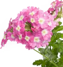Intratuin Eisenkraut (Verbena) D 10,5 H 20 cm| Blühende Pflanzen|Mehrjährige Pflanzen