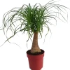 Intratuin Elefantenfuß (Beaucarnea 'Maya Palm') D 19 cm H 60 cm| Grünpflanzen|Elefantenfuß