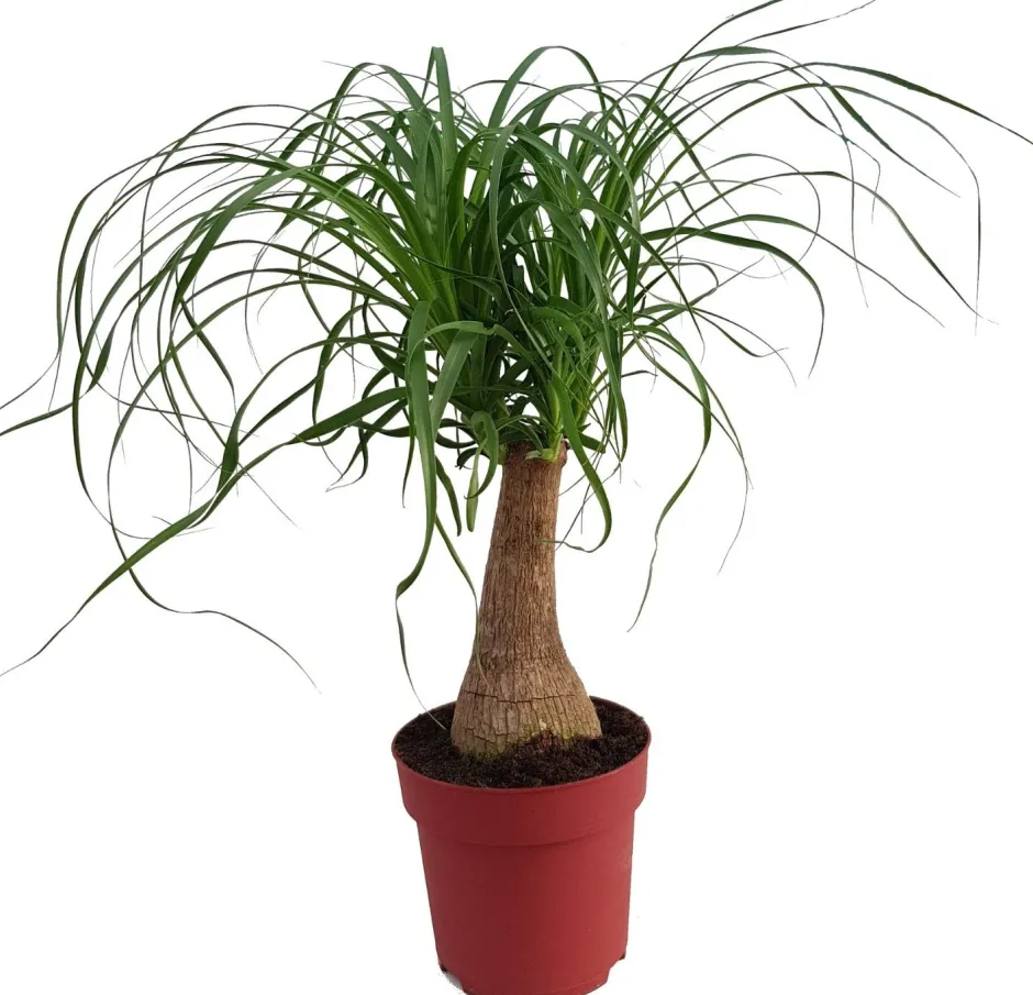 Intratuin Elefantenfuß (Beaucarnea 'Maya Palm') D 19 cm H 60 cm| Grünpflanzen|Elefantenfuß