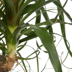 Intratuin Elefantenfuß (Beaucarnea 'Maya Palm') D 24 H 85 cm| Grünpflanzen|Elefantenfuß