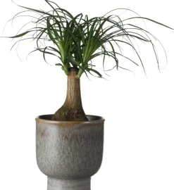 Intratuin Elefantenfuß (Beaucarnea recurvata) D 14 cm H 40 cm| Grünpflanzen|Elefantenfuß