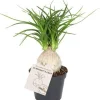 Intratuin Elefantenfuß (Beaucarnea recurvata 'Nolina') D 6 H 15 cm| Kleine Zimmerpflanzen|Grünpflanzen