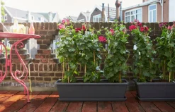 Intratuin Elho Barcelona XL Blumenkasten Untersetzer 54 cm anthrazit| Untersetzer