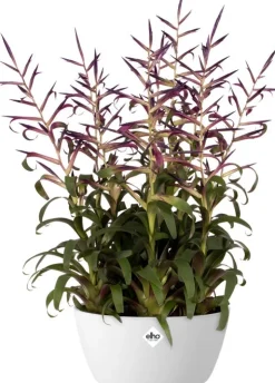 Intratuin Elho Brussels Pflanzschale D 23 H 10,8 cm weiß| Pflanzschalen|Blumentöpfe & Pflanzgefäße