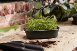 Intratuin Elho green basics Anzuchtschale S schwarz 23,9 x 19,2 x 6,1 cm| Anzuchtkästen & Mini-Gewächshäuser