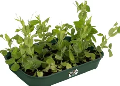 Intratuin Elho green basics Anzuchtschale grün 36 x 26,5 x 6,3 cm| Anzuchtkästen & Mini-Gewächshäuser