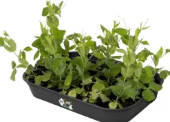 Intratuin Elho green basics Anzuchtschale M schwarz 36 x 25,9 x 6,3 cm| Anzuchtkästen & Mini-Gewächshäuser