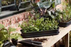 Intratuin Elho green basics Anzuchtschale schwarz 51,2 x 19,5 x 7,5 cm| Anzuchtkästen & Mini-Gewächshäuser