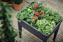 Intratuin Elho green basics Anzuchtkasten XXL schwarz 75,5 x 56,3 x 73,3 cm| Anzuchtkästen & Mini-Gewächshäuser