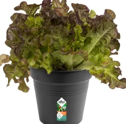 Intratuin Elho green basics Anzuchttopf D 15 H 14 cm schwarz| Anzuchttöpfe