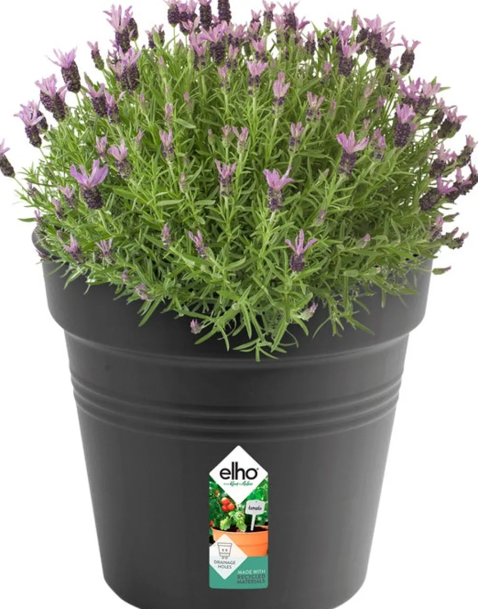 Intratuin Elho green basics Pflanztopf schwarz D 35 H 32,2 cm| Anzuchttöpfe