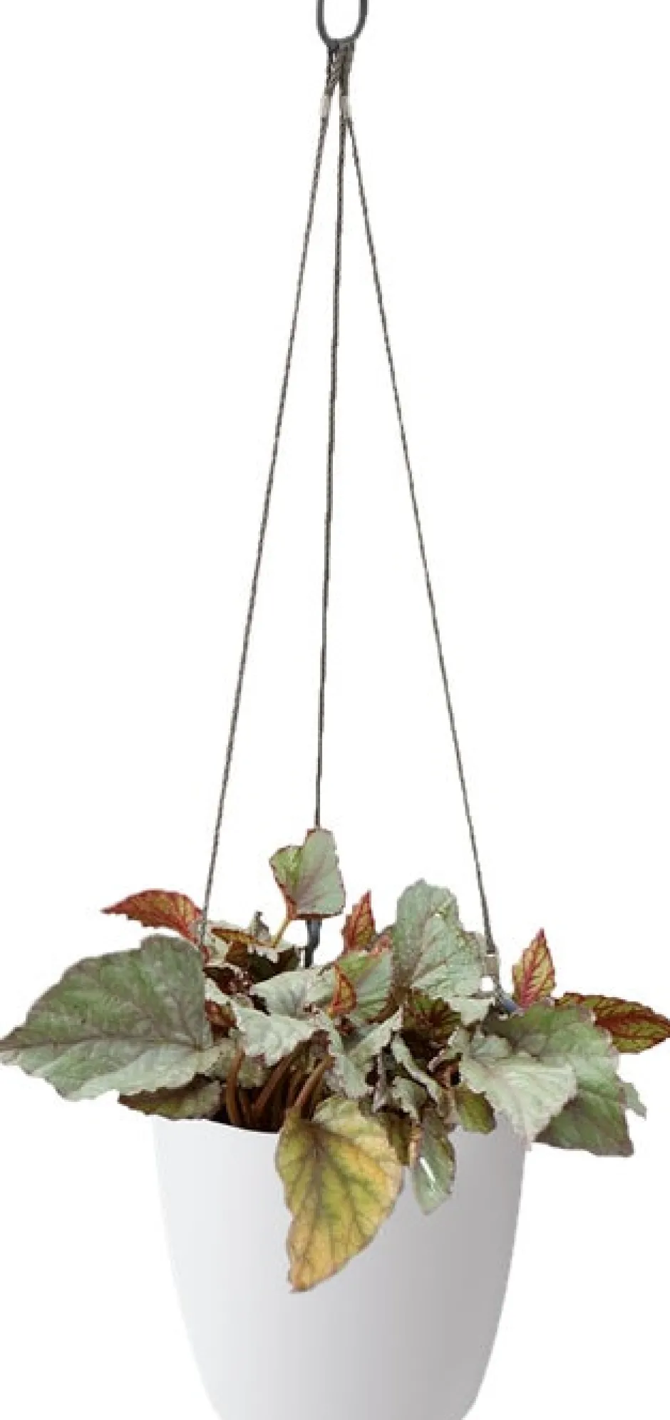 Intratuin Elho Hängeampel Brussels mit Schnur D 18,3 cm H 18 weiß| Blumenampeln & Hängetöpfe|Blumentöpfe & Pflanzgefäße