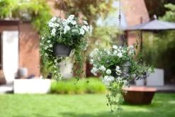 Intratuin Elho Hängetopf Vibia D 26 H 18 cm anthrazit| Blumenampeln & Hängetöpfe|Blumentöpfe & Pflanzgefäße