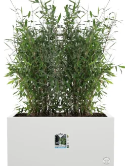 Intratuin Elho Pflanzkübel Vivo 39 x 78 x 37,5 cm weiß| Pflanzkübel|Pflanzkübel & Blumenkübel