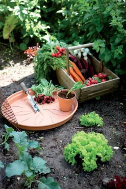 Intratuin Elho Untersetzer green basics terracotta D 17 H 2,3 cm| Untersetzer