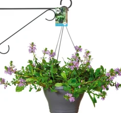 Intratuin Elho Wandhaken Eleganz 30 cm anthrazit| Haken & Bügel