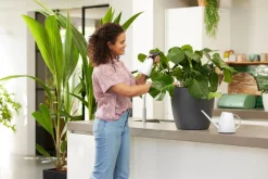 Intratuin Elho Pflanzensprüher Brussels weiß 0,7 l 11,5 x 8,9 x 22,9 cm| Gießen & Bewässerung|Drucksprüher & Pflanzensprüher