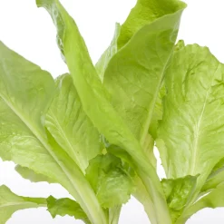 Intratuin Endivie (Cichorium Endivia)| Obst, Gemüse & Kräuter|Gemüsepflanzen