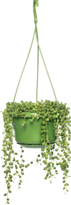 Intratuin Erbsenpflanze (Senecio rowleyanus) D 14 H 30 cm| Für Sonne|Kakteen & Sukkulenten