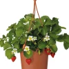 Intratuin Erdbeere (Fragaria ananassa 'Elsanta') D 19 H 30 cm| Obst, Gemüse & Kräuter|Obstpflanzen