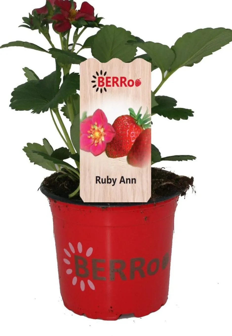 Intratuin Erdbeere (Fragaria ananassa 'Ruby Ann') D 12 H 25 cm| Obst, Gemüse & Kräuter|Obstpflanzen