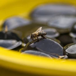 Intratuin Esschert Design Trinkschale für Bienen und Schmetterlinge gelb D 27 H 8 cm| Gartenvögel|Insektenhotels