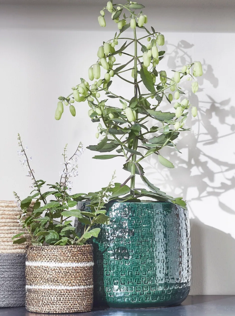 Intratuin Everydays by Pflanzkorb Celestial weiß D 9,5 H 9,5 cm| Pflanzkörbe|Pflanzkörbe