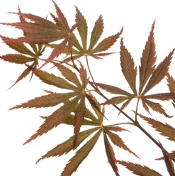 Intratuin Fächer-Ahorn (Acer palmatum 'Trompenburg') D 19 H 40 cm| Winterharte Pflanzen|Ahorn