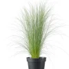 Intratuin Federgras (Stipa tenuissima 'Pony Tails') D 17 H 35 cm| Winterharte Pflanzen|Mehrjährige Pflanzen