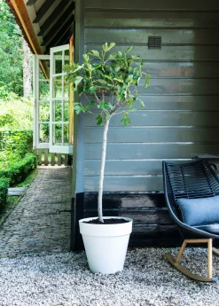 Intratuin Feige (Ficus carica) D 28 H 130 cm| Obstbäume & -Sträucher|Obstbäume & -Sträucher