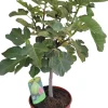 Intratuin Feige (Ficus carica) D 25 H 70 cm| Obstbäume & -Sträucher|Obstbäume & -Sträucher