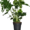 Intratuin Fensterblatt (Monstera deliciosa) D 17 cm H 60 cm| Grünpflanzen|Monstera