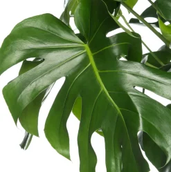 Intratuin Fensterblatt (Monstera deliciosa) D 17 cm H 60 cm| Grünpflanzen|Monstera