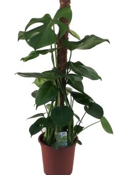 Intratuin Fensterblatt (Monstera deliciosa) D 19 H 80 cm| Grünpflanzen|Monstera
