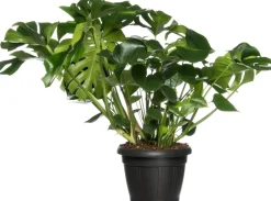 Intratuin Fensterblatt (Monstera deliciosa) D 35 H 85 cm| Grünpflanzen|Monstera