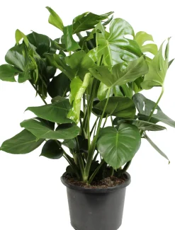 Intratuin Fensterblatt (Monstera deliciosa) D 32 H 80 cm| Grünpflanzen|Monstera