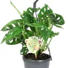 Intratuin Fensterblatt (Monstera 'Monkey Leaf') D 15 H 30 cm| Grünpflanzen|Monstera