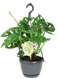 Intratuin Fensterblatt (Monstera 'Monkey Leaf') D 15 H 30 cm| Grünpflanzen|Monstera
